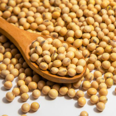 Soyabean oil Seed