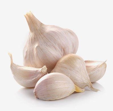 Garlic